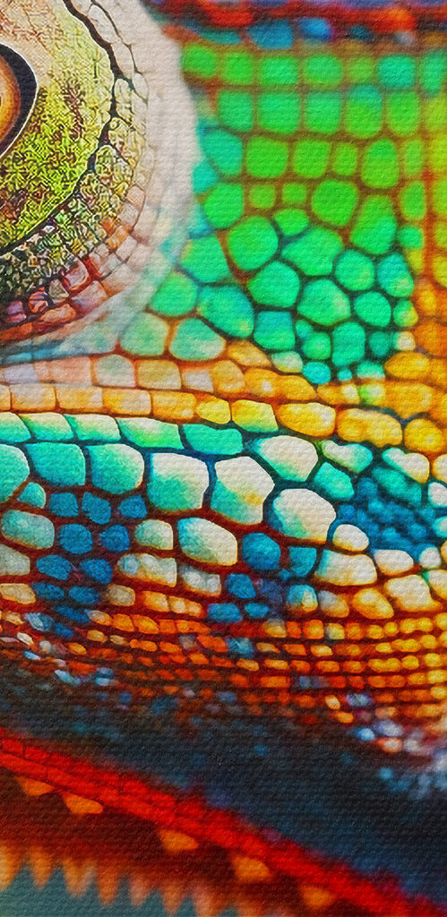 Colorful lizard on a leaf Colorful lizard on a leaf