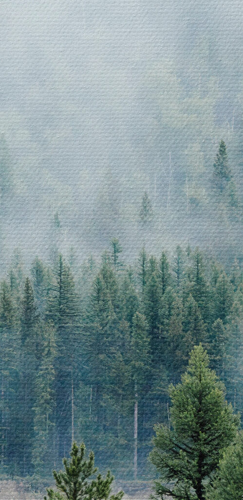 Forest with fog and clouds Forest with fog and clouds