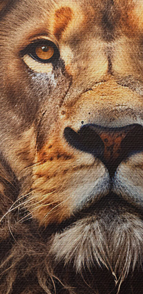 Lion with a very long mane