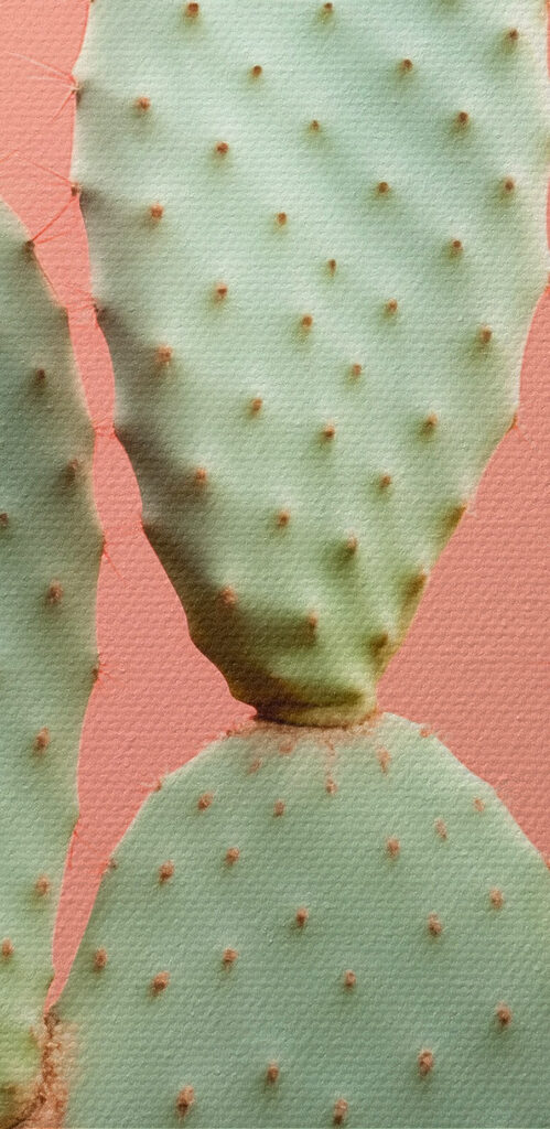 Cactus with red spikes