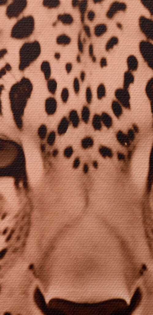 Majestic leopard in soft tones Majestic leopard in soft tones