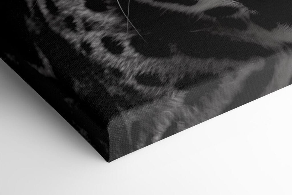 Fierce roar of a majestic predator Fierce roar of a majestic predator