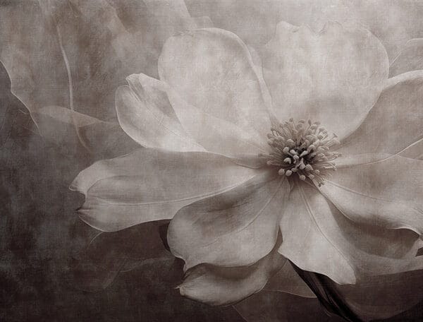 Delicate petals in soft tones