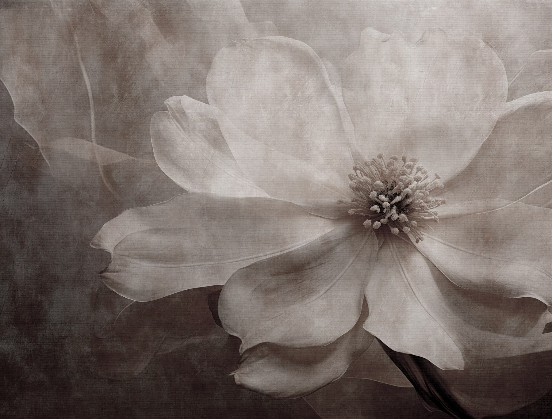Delicate petals in soft tones