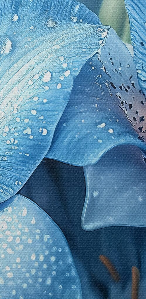 Delicate petals kissed by rain