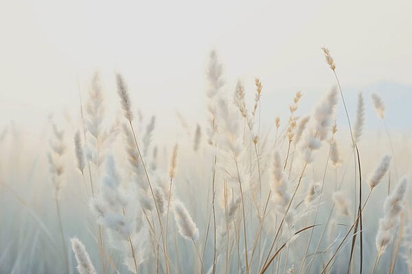 Mäkké trávy v pokojnom slnečnom svetle Mäkké trávy v pokojnom slnečnom svetle