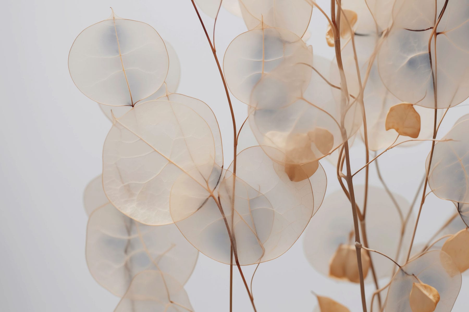 Delicate leaves in soft tones