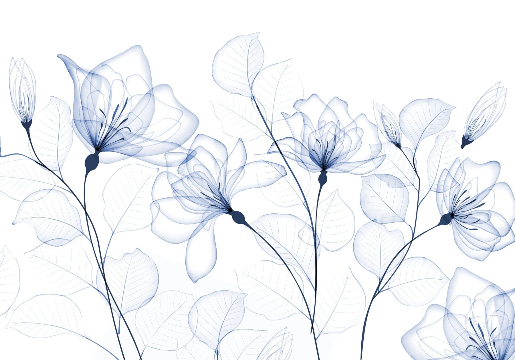 Transparent flowers and leaves Transparent flowers and leaves