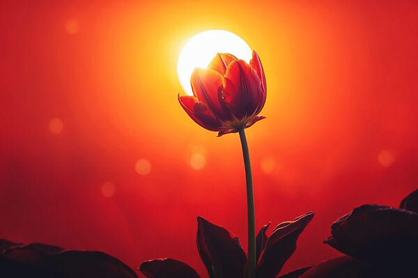 Červený tulipán a slnko za ním Červený tulipán a slnko za ním