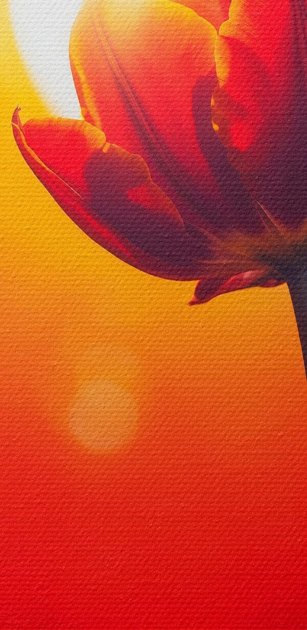Červený tulipán a slnko za ním Červený tulipán a slnko za ním