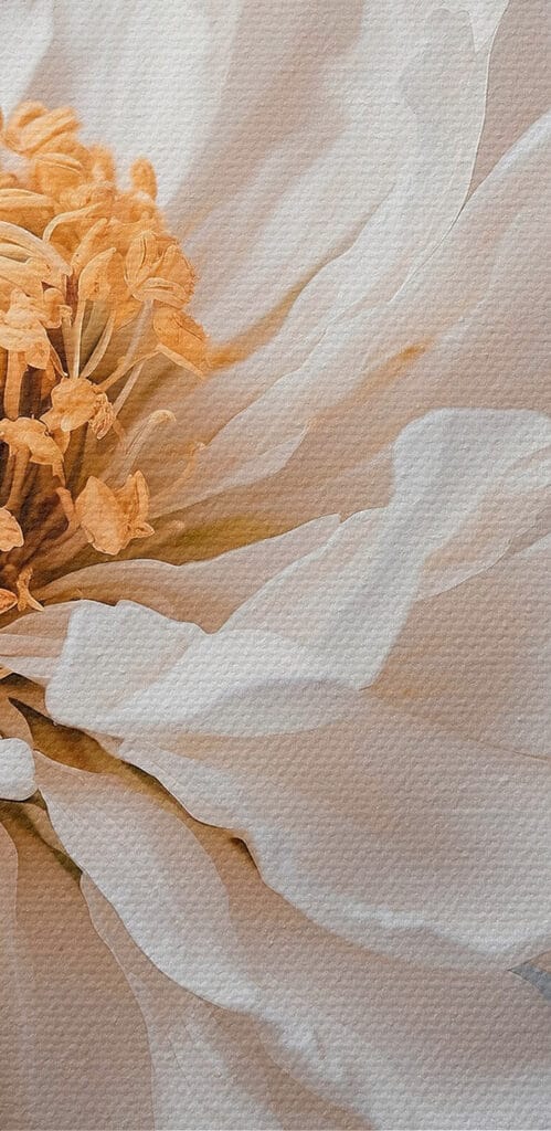 Delicate petals, nature's soft touch