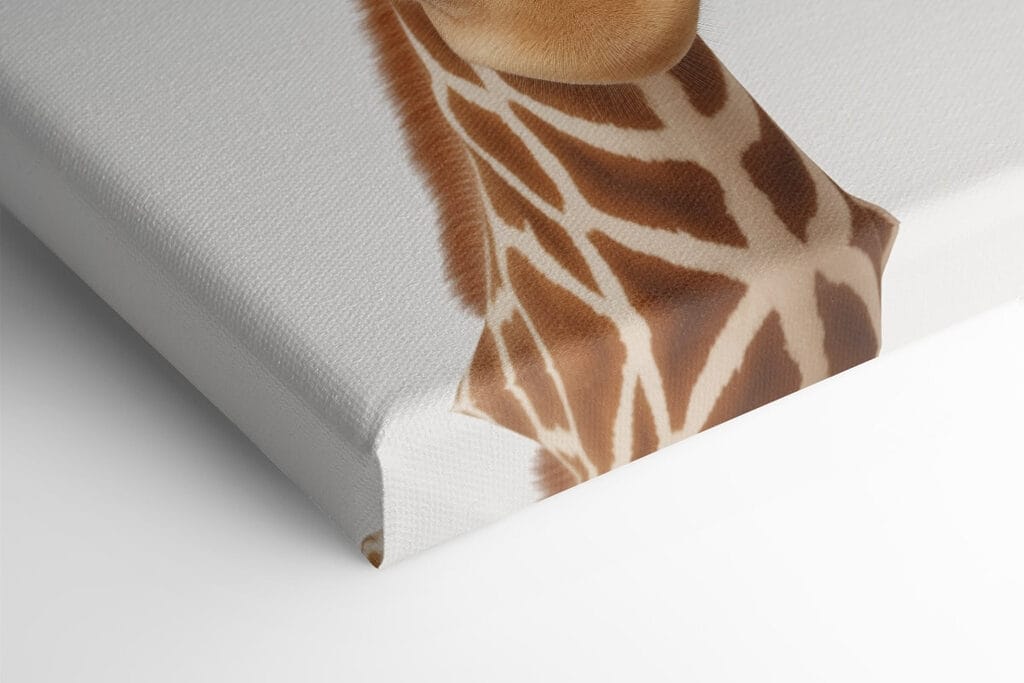 Two giraffes looking at the camera