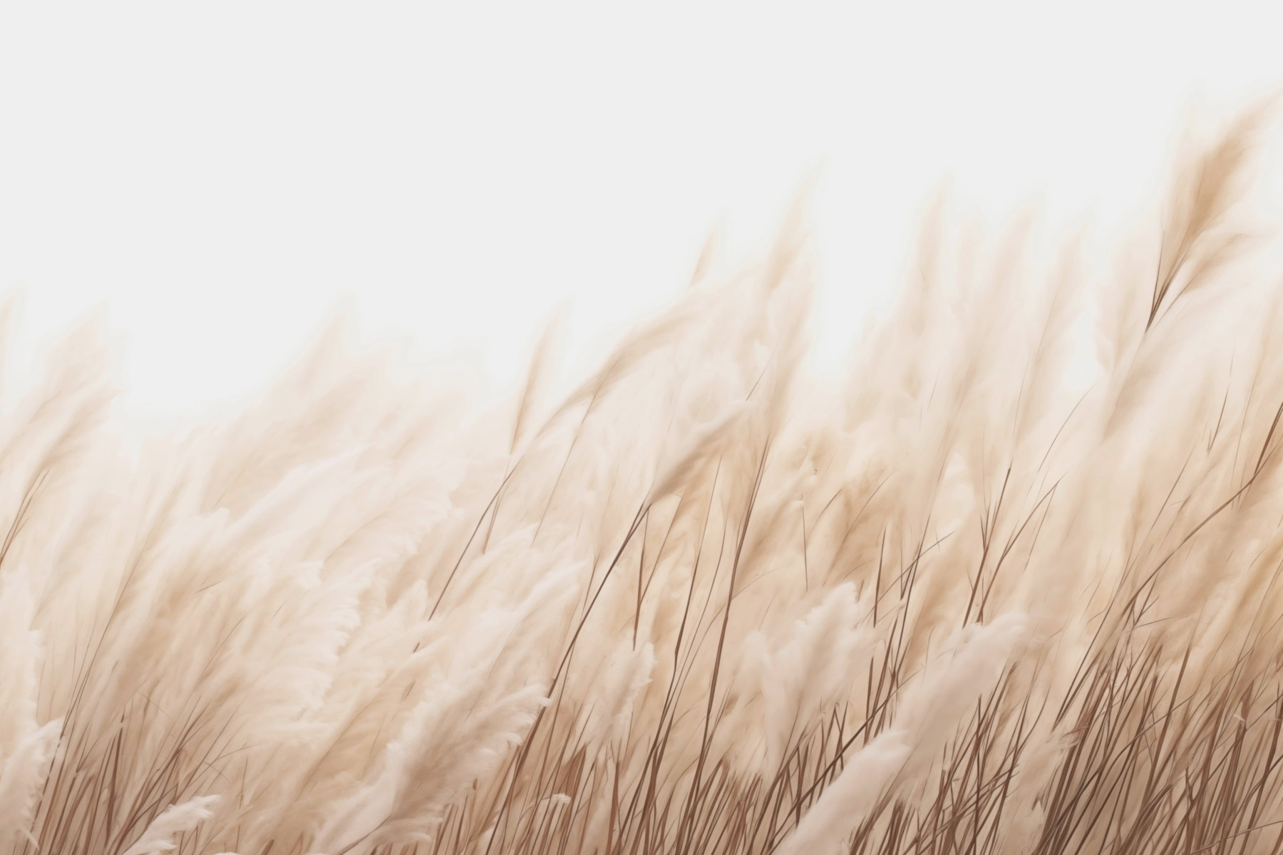 Soft reeds swaying in the breeze Soft reeds swaying in the breeze
