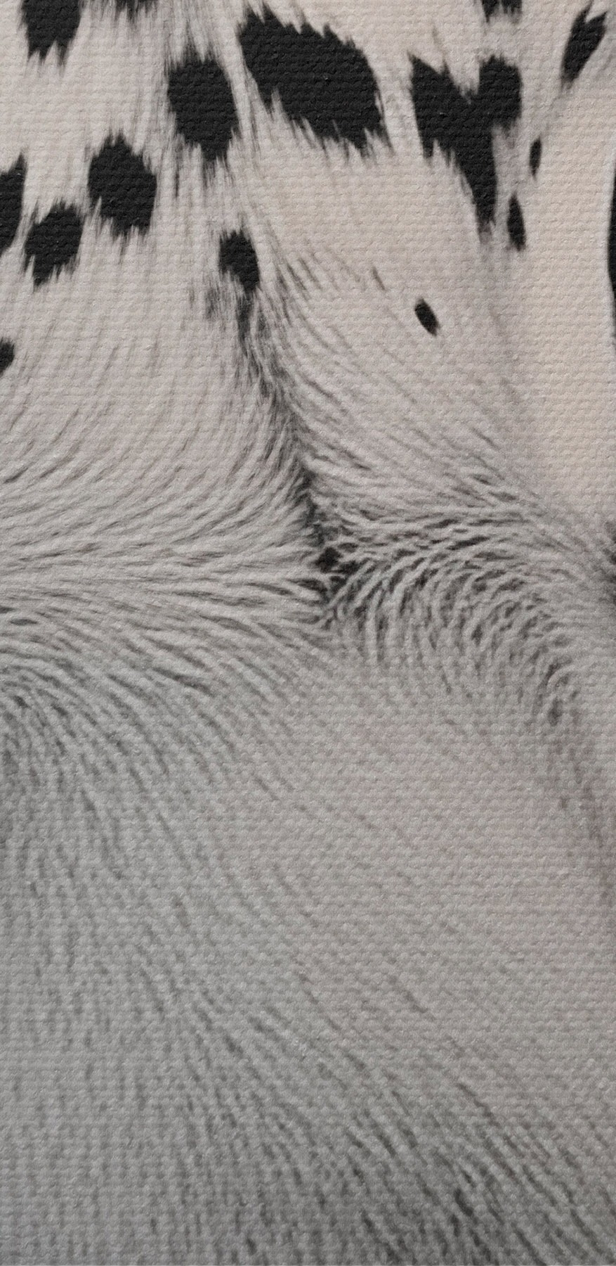 Výrazná krása v čiernobielej farbe. Výrazná krása v čiernobielej farbe.