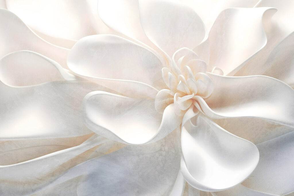 Delicate layers of floral beauty Delicate layers of floral beauty