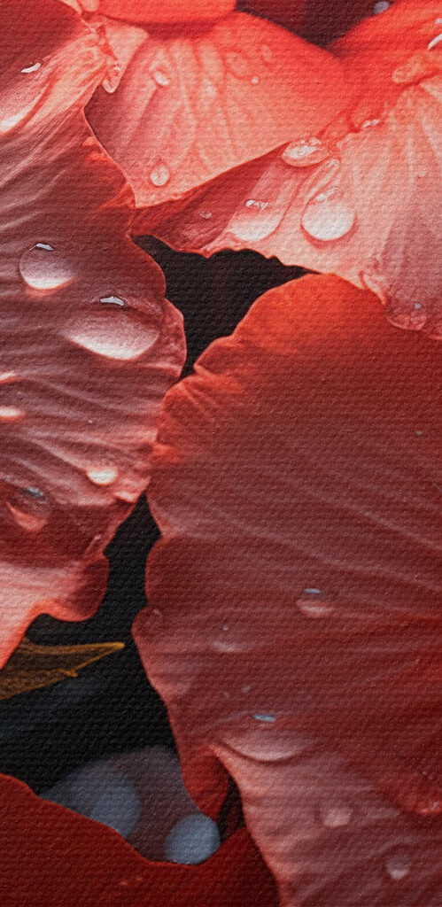 Group of red flowers Group of red flowers