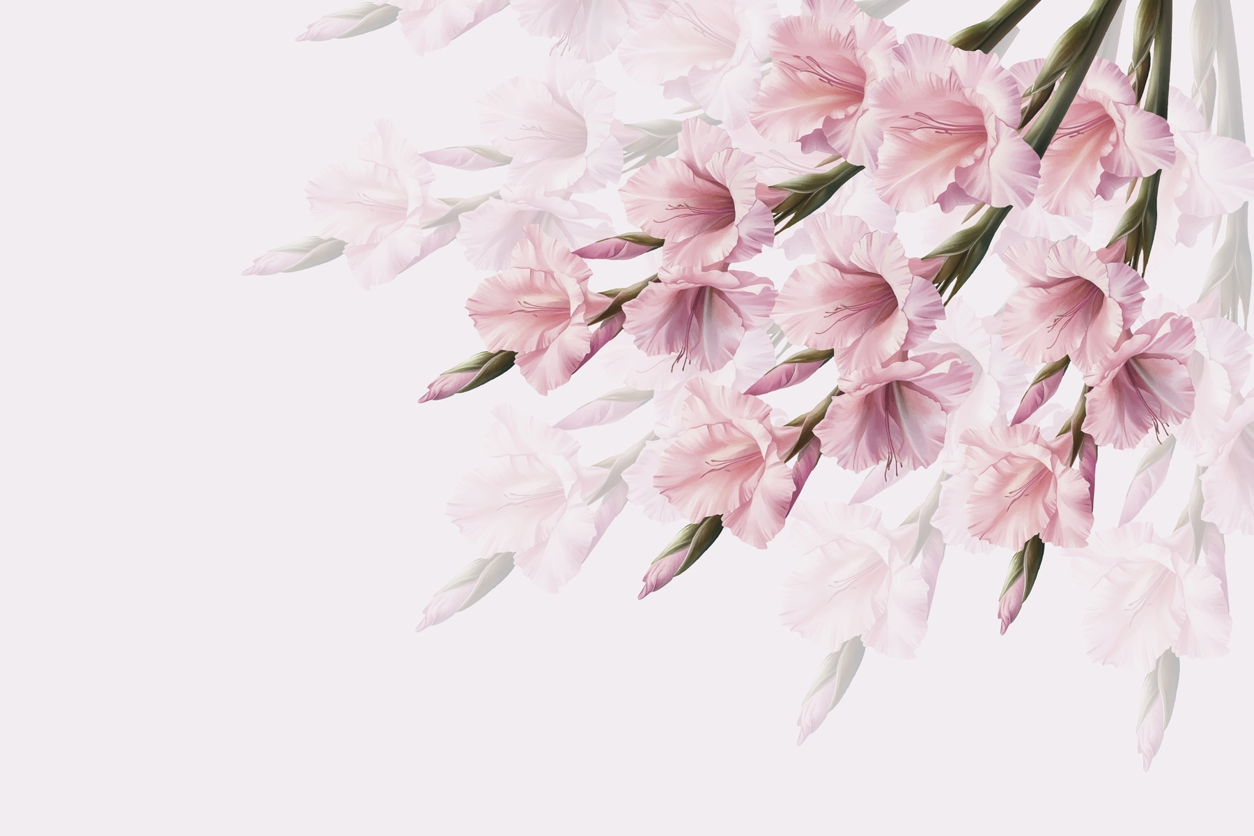 Group of pink flowers Group of pink flowers