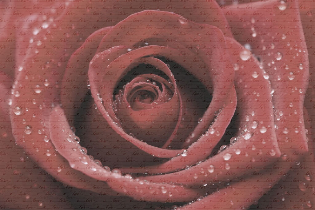 Delicate petals adorned with droplets Delicate petals adorned with droplets