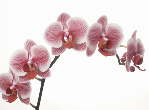 Jemné orchidey v nežnom kvete Jemné orchidey v nežnom kvete
