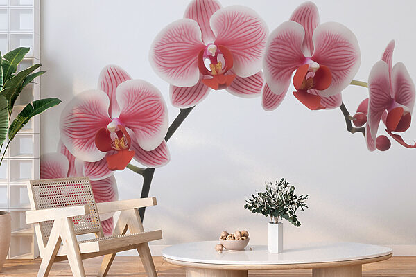 Jemné orchidey v nežnom kvete Jemné orchidey v nežnom kvete