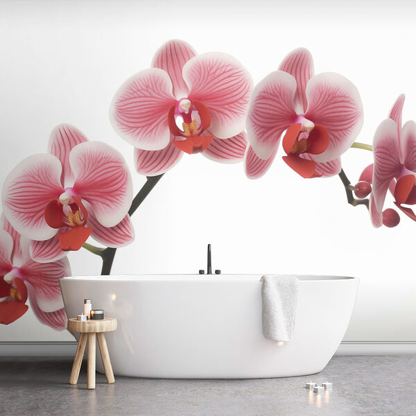 Jemné orchidey v nežnom kvete Jemné orchidey v nežnom kvete