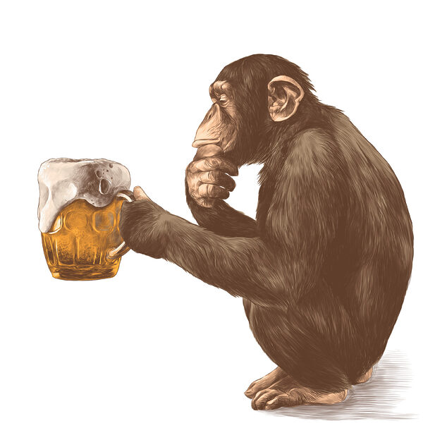 Monkey holding a mug of beer Monkey holding a mug of beer
