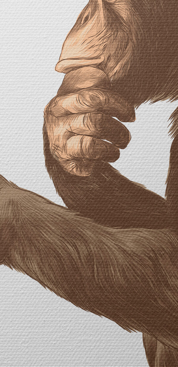 Monkey holding a mug of beer Monkey holding a mug of beer