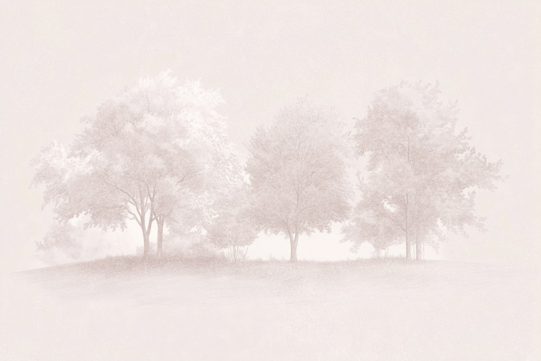 Group of trees in a foggy area Group of trees in a foggy area