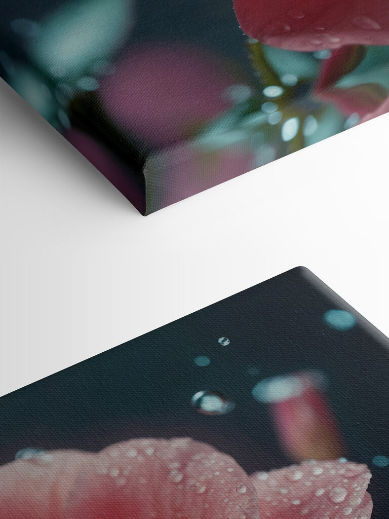 Delicate petals after a gentle rain Delicate petals after a gentle rain