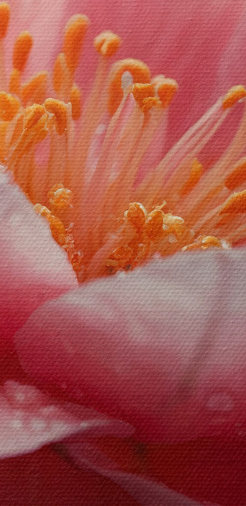 Delicate petals after a gentle rain Delicate petals after a gentle rain