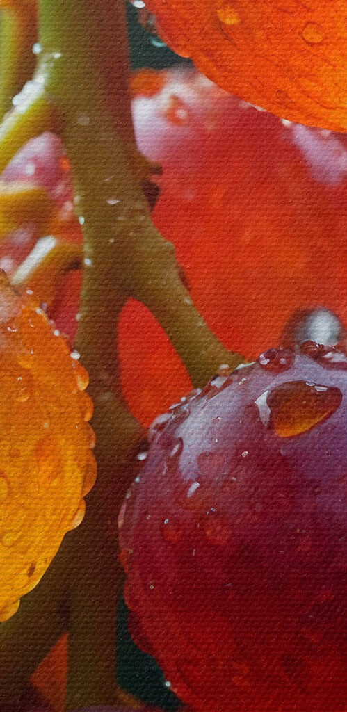 Bunch of grapes with water droplets on them Bunch of grapes with water droplets on them