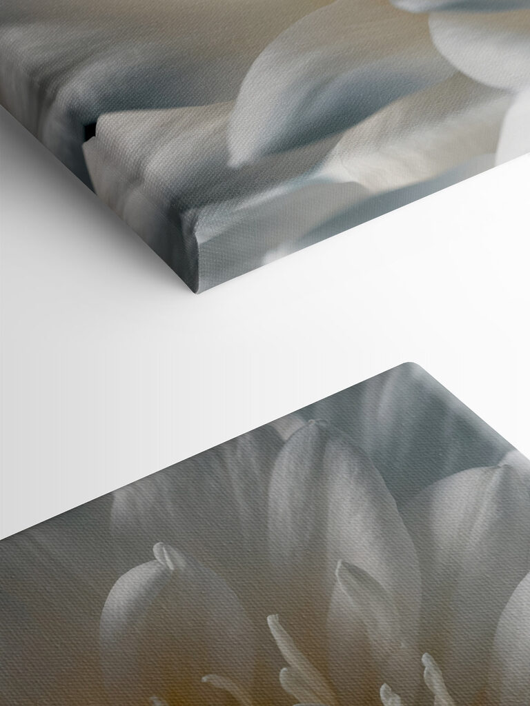 Delicate petals in soft hues Delicate petals in soft hues