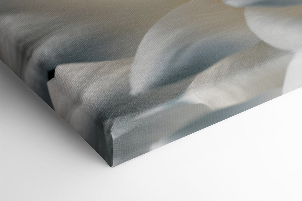 Delicate petals in soft hues Delicate petals in soft hues