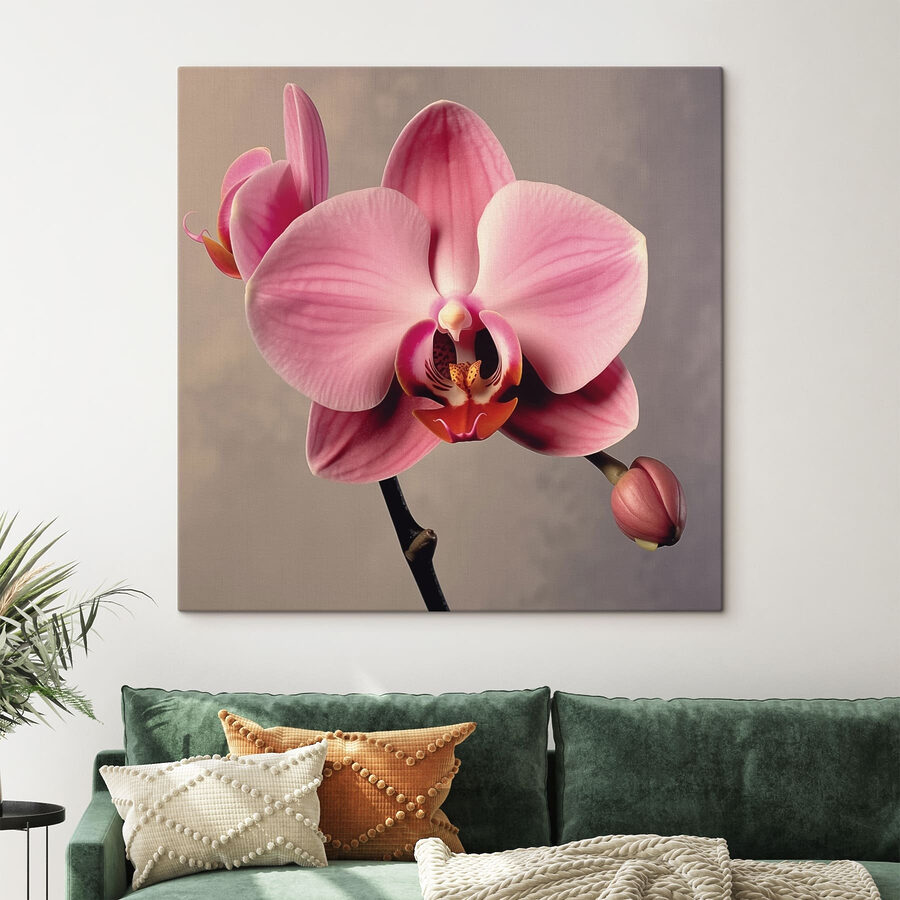 Jemná ružová orchidea v plnom kvete