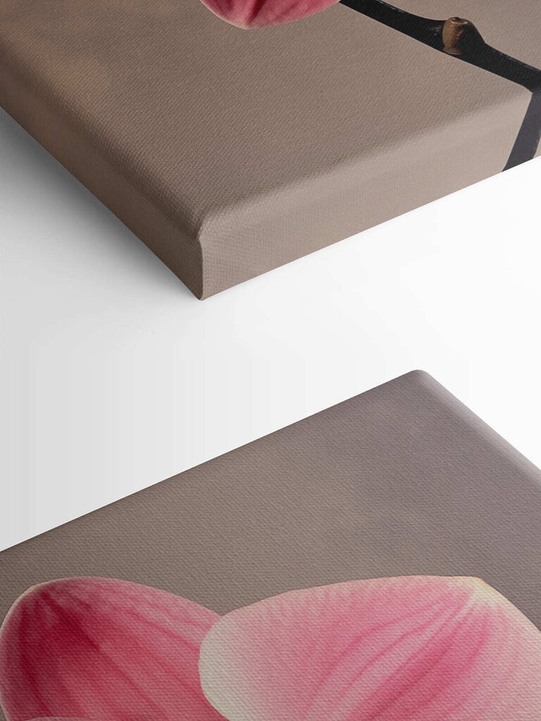 Delicate pink orchid in full bloom Delicate pink orchid in full bloom