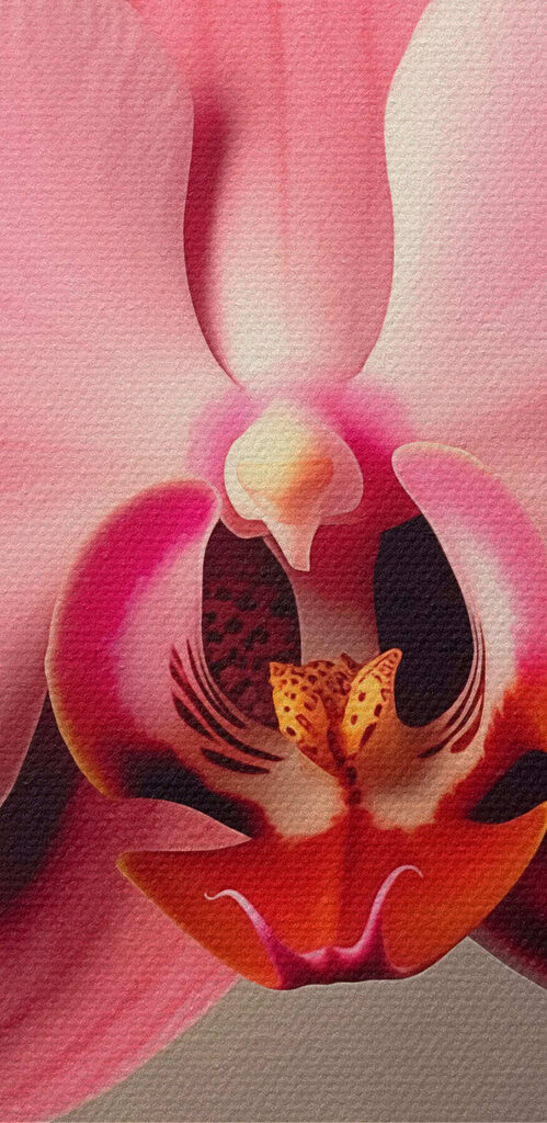 Delicate pink orchid in full bloom Delicate pink orchid in full bloom