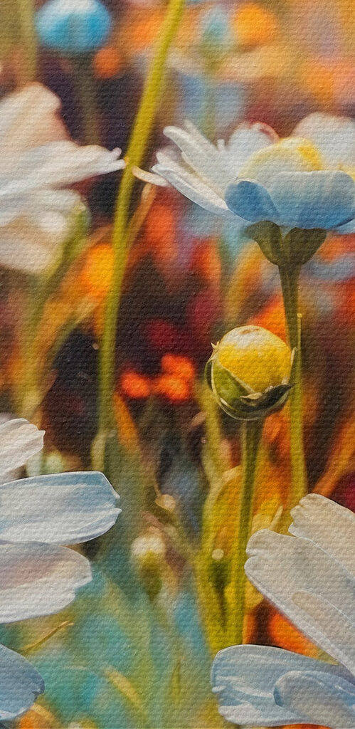 Vibrant blooms in a colorful field Vibrant blooms in a colorful field