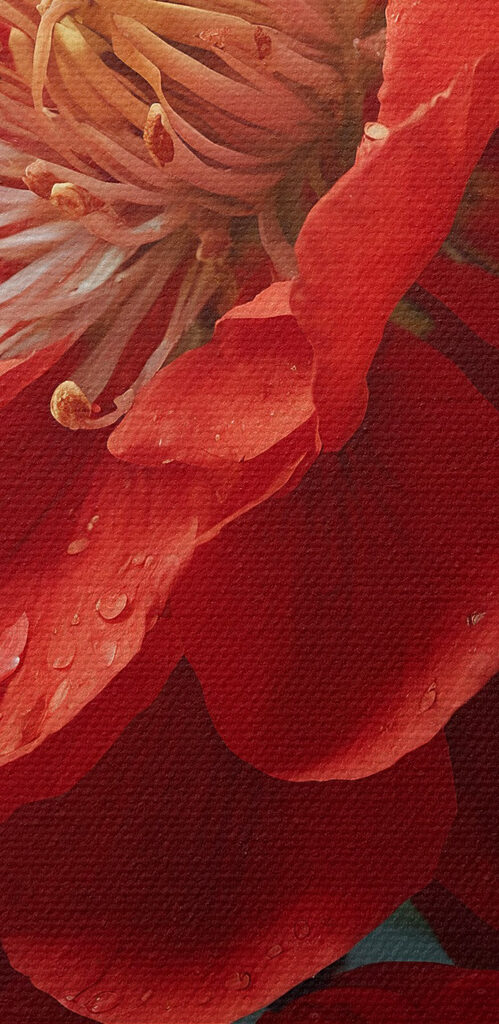 Vibrant bloom with delicate water droplets Vibrant bloom with delicate water droplets