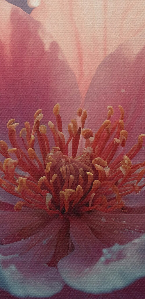 Delicate blooms in serene waters Delicate blooms in serene waters