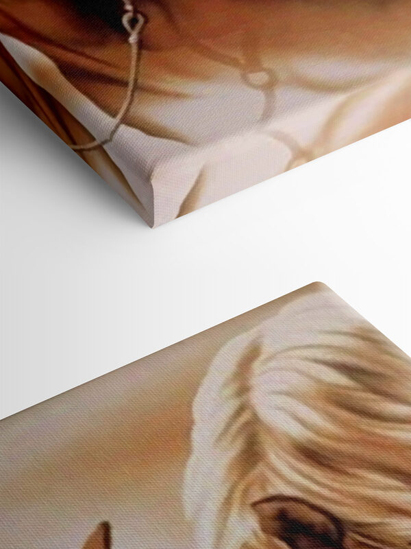 Detailný záber na dva kone Detailný záber na dva kone
