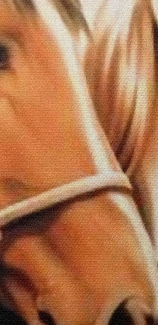 Detailný záber na dva kone Detailný záber na dva kone