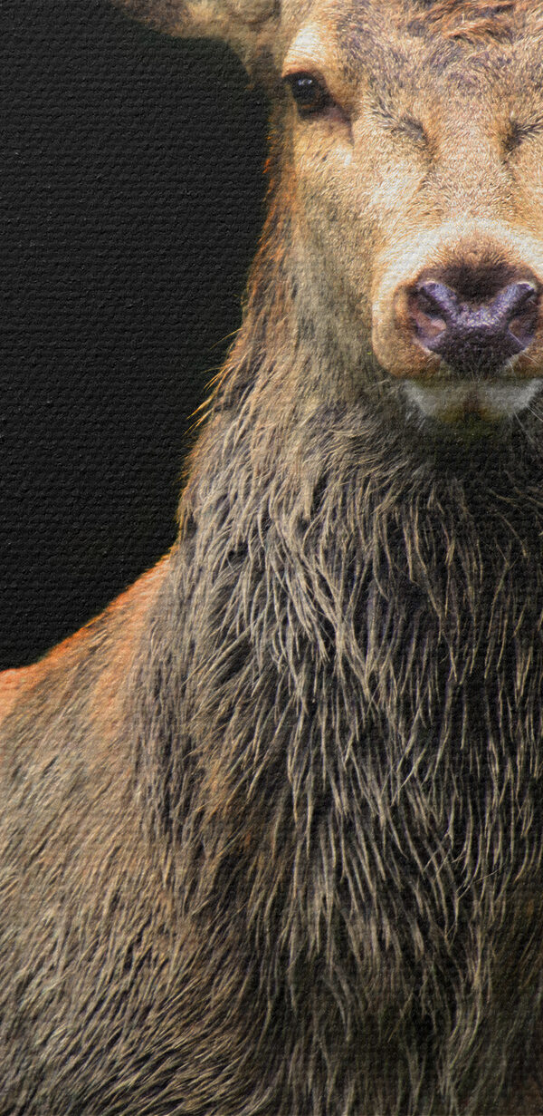 Jeleň s parožím stojaci v tme Jeleň s parožím stojaci v tme