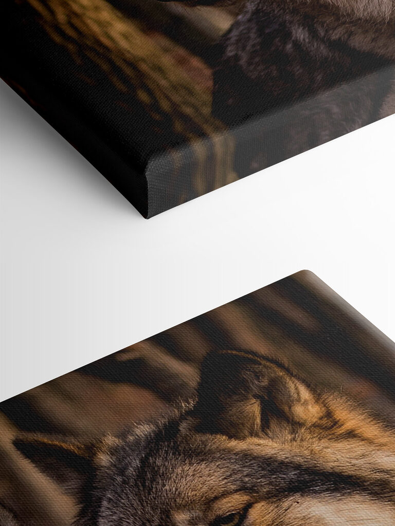 A couple of wolves in the woods A couple of wolves in the woods