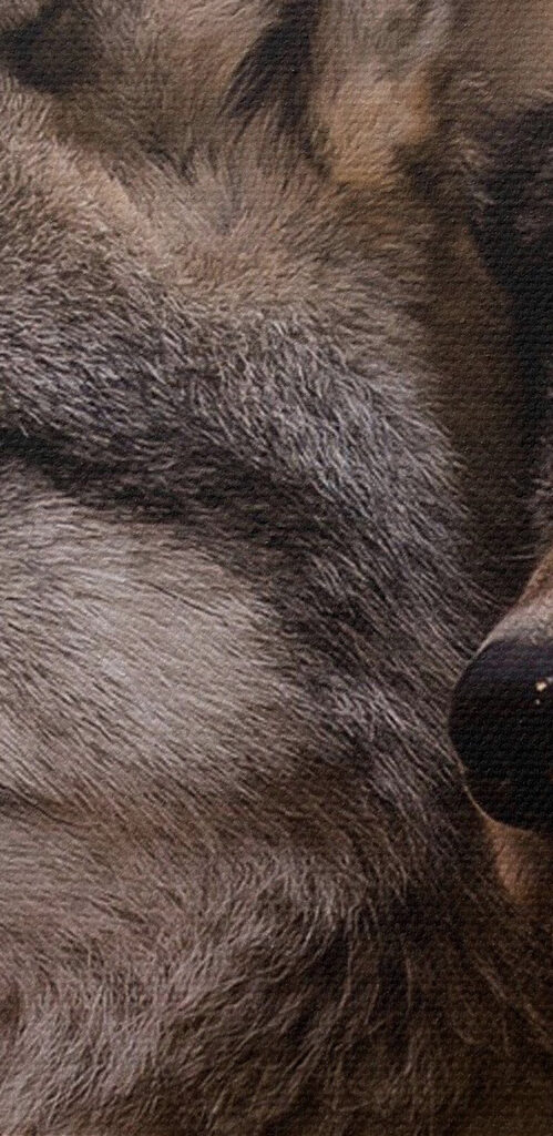 A couple of wolves in the woods A couple of wolves in the woods