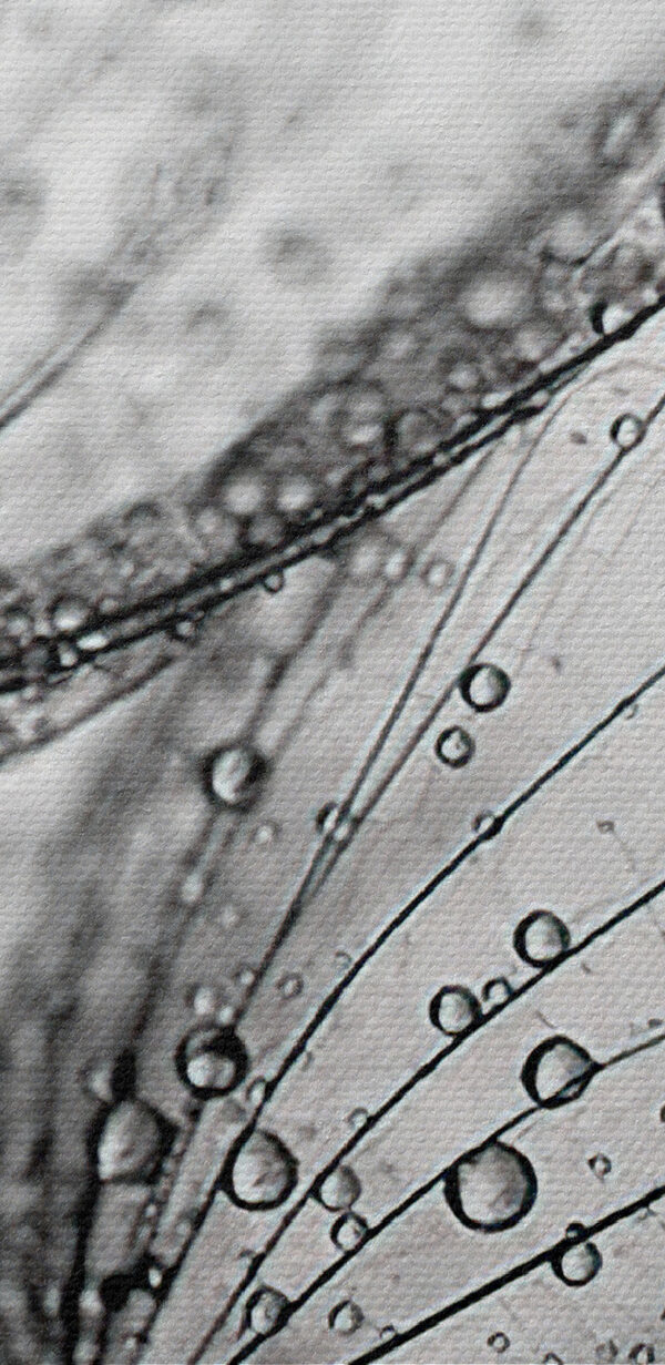 Detailný záber na kvapky vody na semenách Detailný záber na kvapky vody na semenách