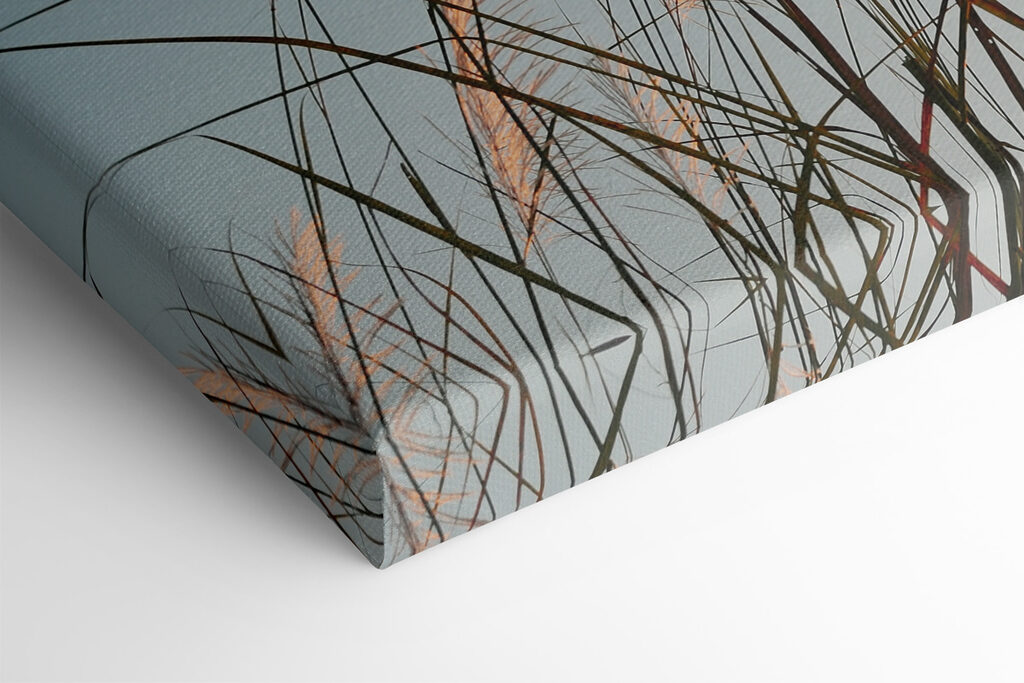 A group of tall grass A group of tall grass