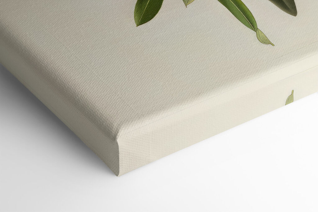 A green fruit on a branch A green fruit on a branch