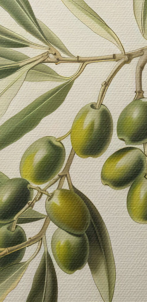 A green fruit on a branch A green fruit on a branch