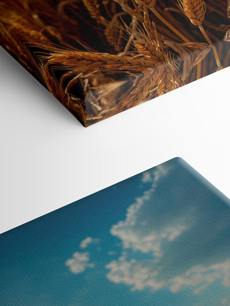 Field of wheat with the sun shining in the background Field of wheat with the sun shining in the background