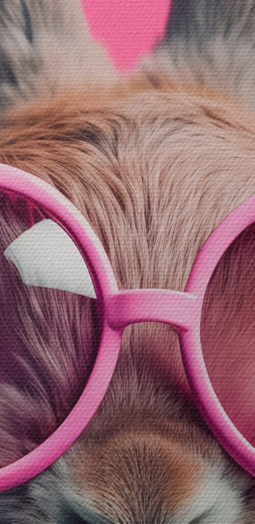 Rabbit wearing pink glasses Rabbit wearing pink glasses